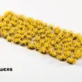 Photo of Broom Flowers (GGFS-BRO)